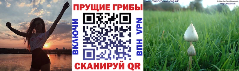 Псилоцибиновые грибы Cubensis  Красногорск 